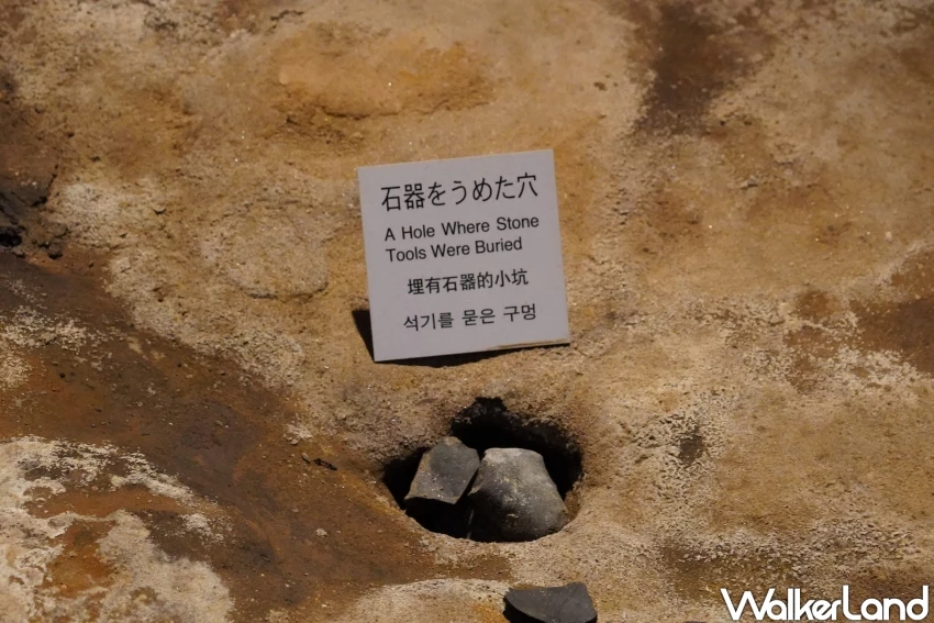 穿越2萬年的仙景景點！地底之森博物館 揭開冰河時期森林記憶，直擊石器時代遺跡。