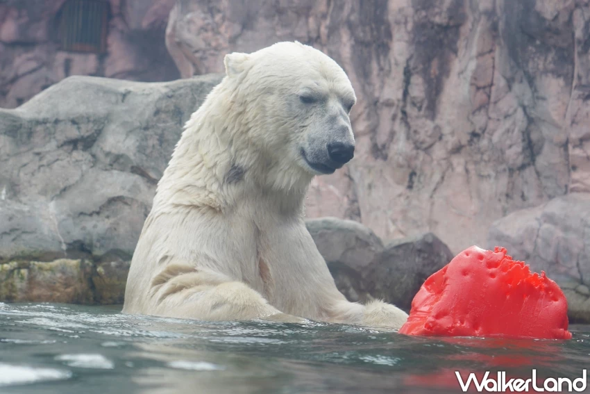 親子首選仙台景點！八木山動物園猛獸、北極熊一次看，近距離互動可愛小動物，票價超佛心。
