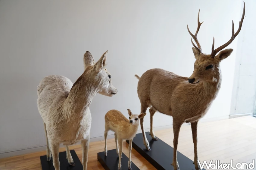 穿越2萬年的仙景景點！地底之森博物館 揭開冰河時期森林記憶，直擊石器時代遺跡。