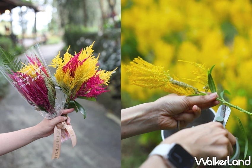 老派浪漫回歸薰衣草森林!免費入園、森林野餐套票與限定甜點打造Z世代最療癒浪漫行程。 老派浪漫回歸薰衣草森林!免費入園、森林野餐套票與限定甜點打造Z世代最療癒浪漫行程。