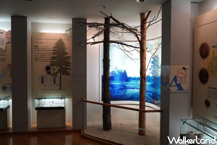 穿越2萬年的仙景景點！地底之森博物館 揭開冰河時期森林記憶，直擊石器時代遺跡。