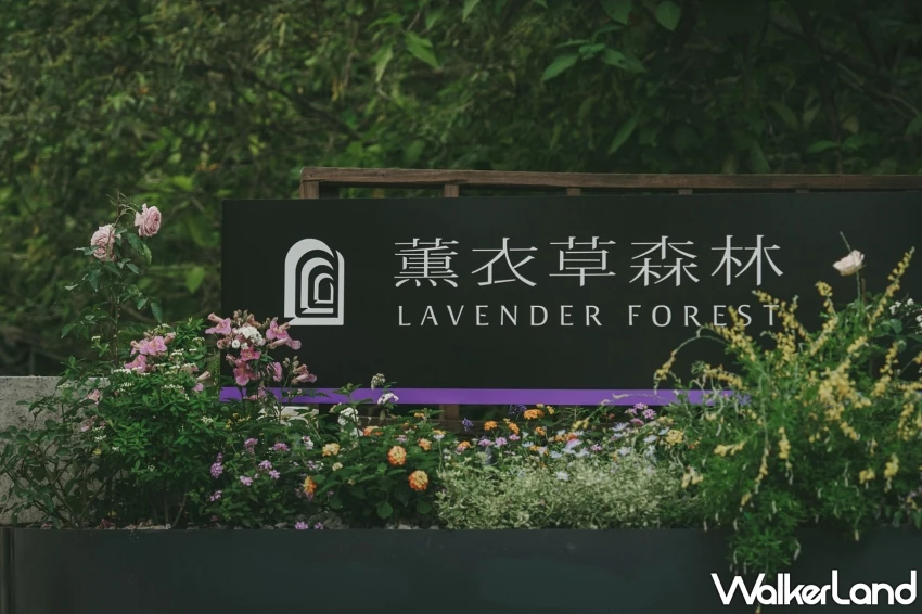 老派浪漫回歸薰衣草森林!免費入園、森林野餐套票與限定甜點打造Z世代最療癒浪漫行程。 老派浪漫回歸薰衣草森林!免費入園、森林野餐套票與限定甜點打造Z世代最療癒浪漫行程。
