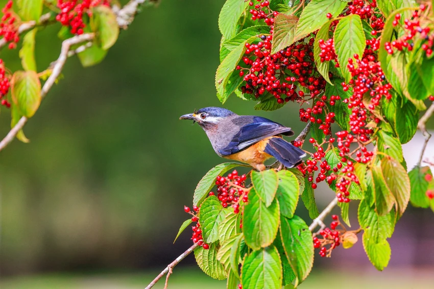 南投杉林溪也有波波草！轉紅一路美到11月，限定住宿優惠到杉林溪避暑。