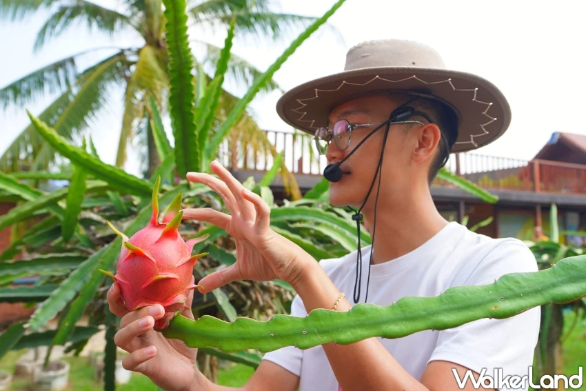 馬來西亞旅遊打卡熱點！HL火龍果生態園 全球最大火龍果建築，火龍果創意料理吃起來。
