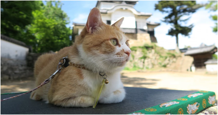 岡山三大藝術季登場，搭台灣虎航直飛超划算。