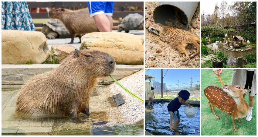 新竹親子景點推薦7選！新竹親子農場 新竹親子餐廳一次看，連假遛小孩去。