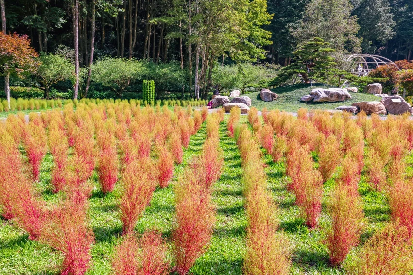南投杉林溪也有波波草！轉紅一路美到11月，限定住宿優惠到杉林溪避暑。