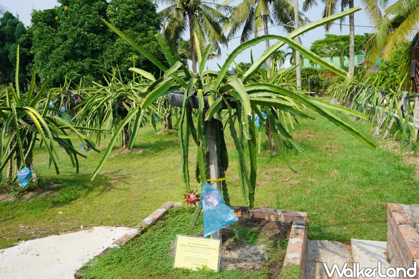馬來西亞旅遊打卡熱點！HL火龍果生態園 全球最大火龍果建築，火龍果創意料理吃起來。