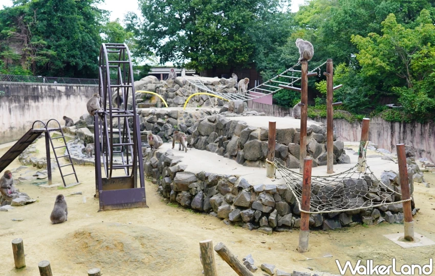 親子首選仙台景點!八木山動物園猛獸、北極熊一次看,近距離互動可愛小動物,票價超佛心。