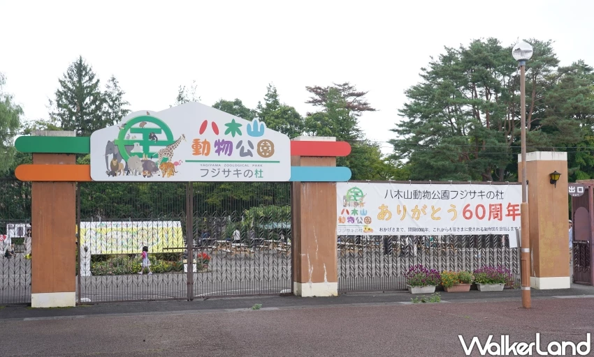 親子首選仙台景點！八木山動物園猛獸、北極熊一次看，近距離互動可愛小動物，票價超佛心。