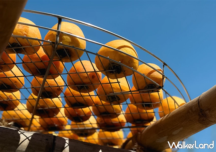 新竹柿餅季來了!味衛佳柿餅觀光農場 整片柿餅海超好拍,30元柿餅冰必吃。 新竹柿餅季來了!味衛佳柿餅觀光農場 整片柿餅海超好拍,30元柿餅冰必吃。