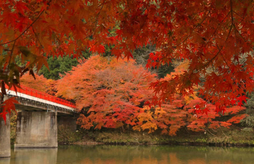 日本最美古鎮燈會，岐阜縣美濃和紙燈藝展與紅葉季，雙重享受300盞手作燈籠和火紅楓葉。