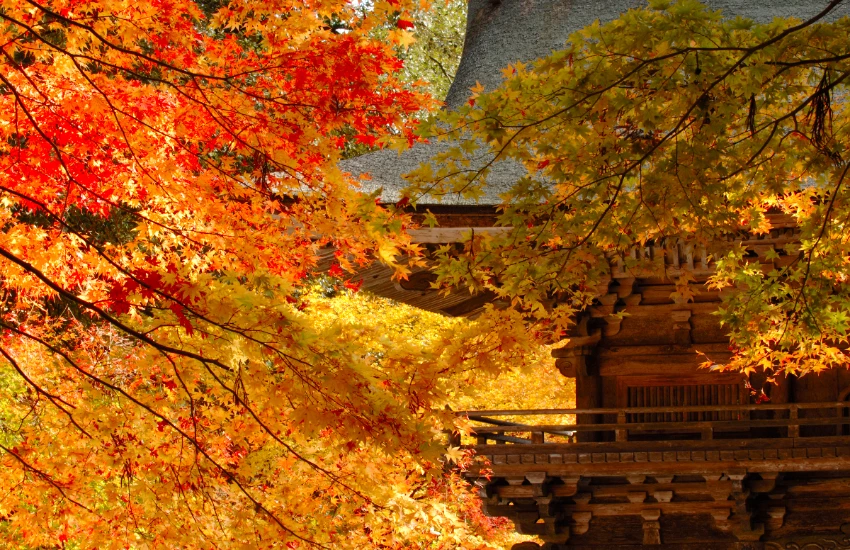 日本最美古鎮燈會，岐阜縣美濃和紙燈藝展與紅葉季，雙重享受300盞手作燈籠和火紅楓葉。