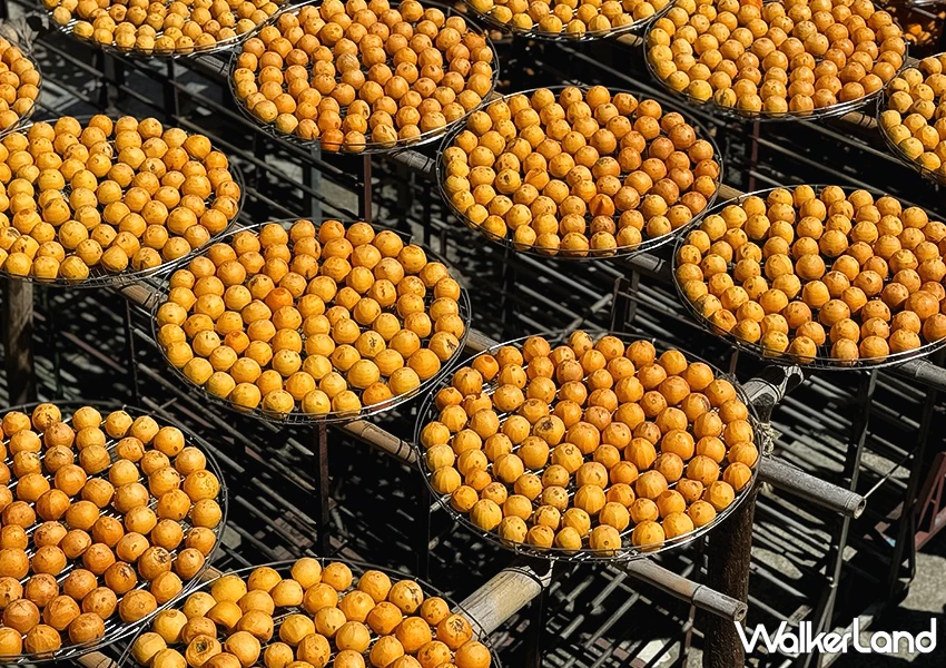 新竹柿餅季來了!味衛佳柿餅觀光農場 整片柿餅海超好拍,30元柿餅冰必吃。 新竹柿餅季來了!味衛佳柿餅觀光農場 整片柿餅海超好拍,30元柿餅冰必吃。