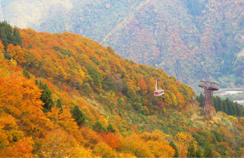 日本三段紅葉奇景現身湯澤高原,東京70分鐘可直達,11月9日前的限定美景,快衝一波。 日本三段紅葉奇景現身湯澤高原,東京70分鐘可直達,11月9日前的限定美景,快衝一波。