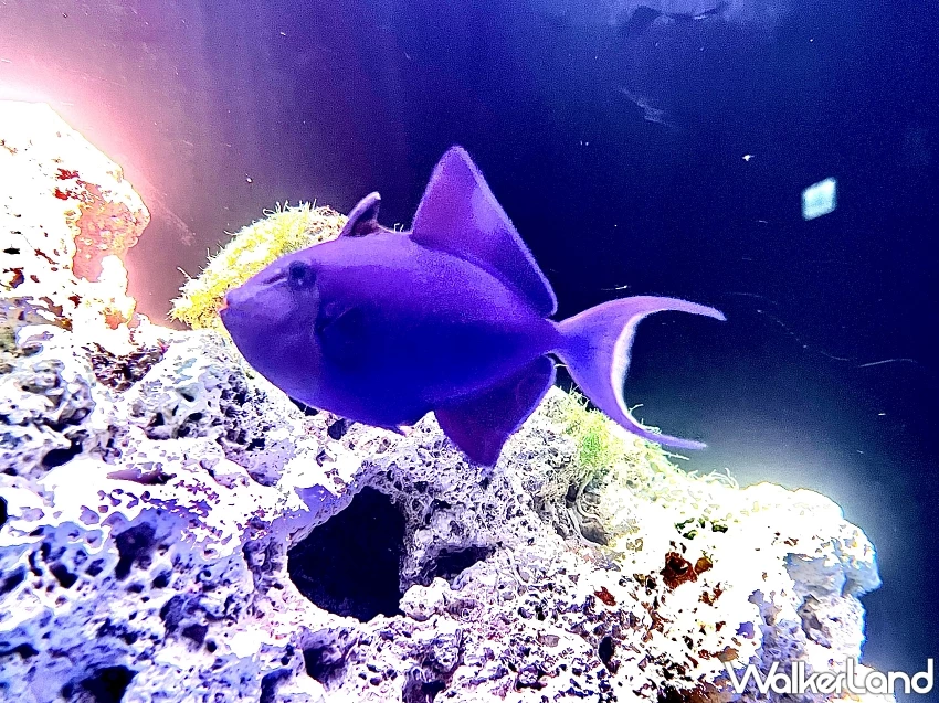 Xpark冬季限定戀愛物語登場！沉浸式光影展、海獅告白拿鐵與雙人套票開啟浪漫海洋約會。