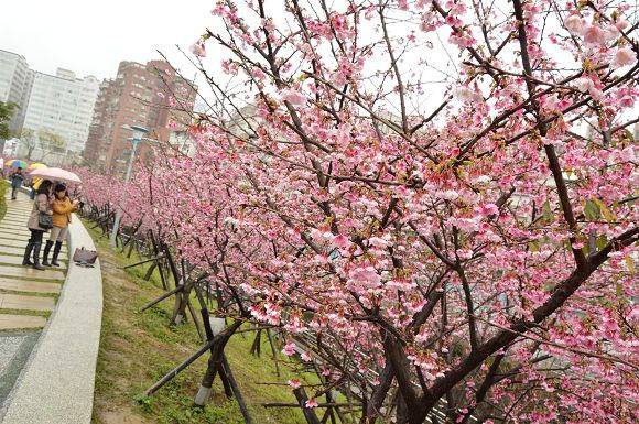 東湖櫻花,樂活公園.樂活櫻花,寒櫻