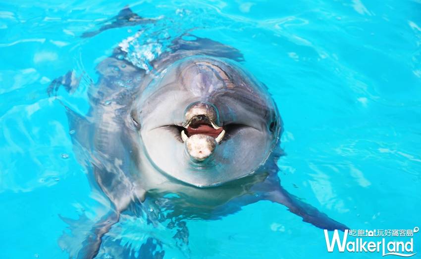 全台7間遊樂園 / WalkerLand窩客島提供