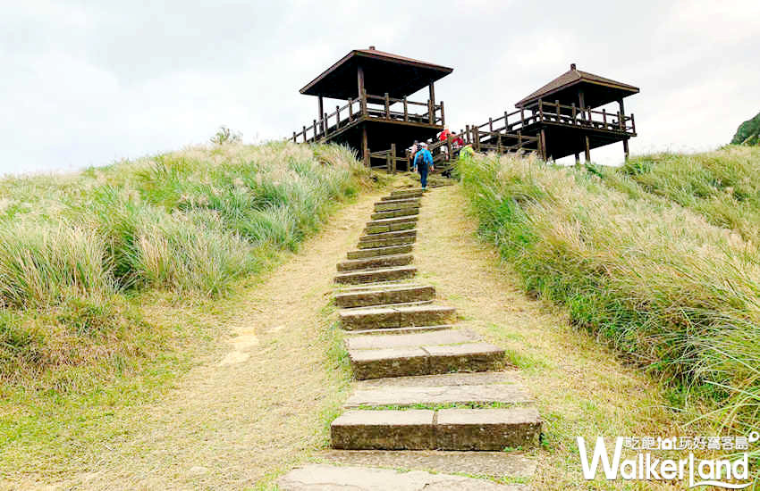 草嶺古道芒花季 10月30日花況 草嶺古道芒花季 10月30日花況