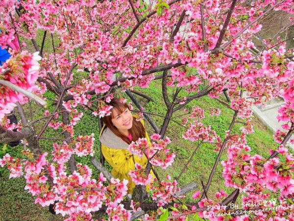 東湖櫻花,樂活公園.樂活櫻花,寒櫻