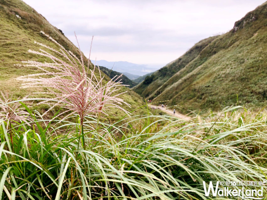 草嶺古道芒花季 10月30日花況 草嶺古道芒花季 10月30日花況