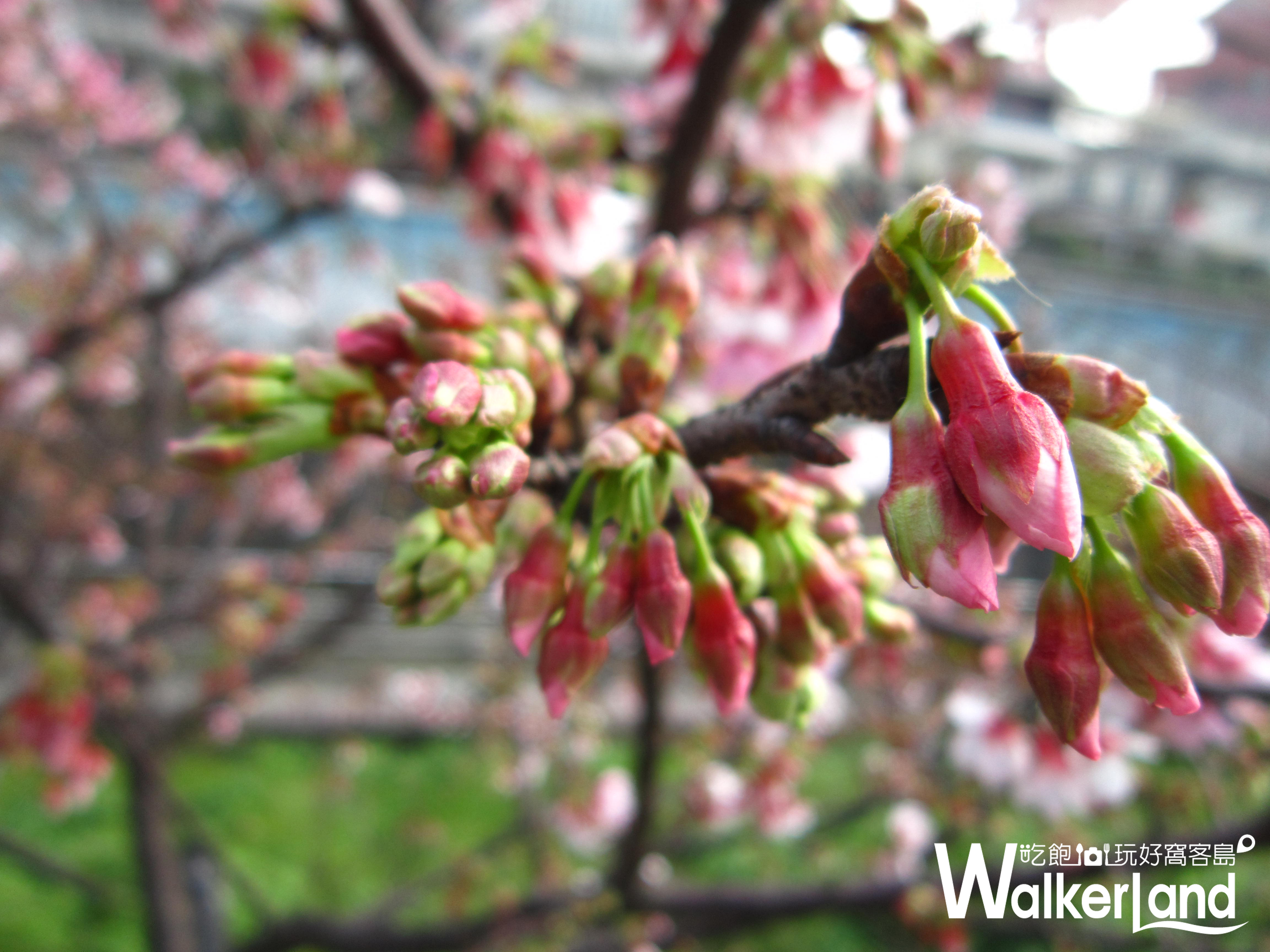 賞櫻,台北賞櫻,寒櫻,賞櫻秘境,內湖樂活公園,樂活公園
