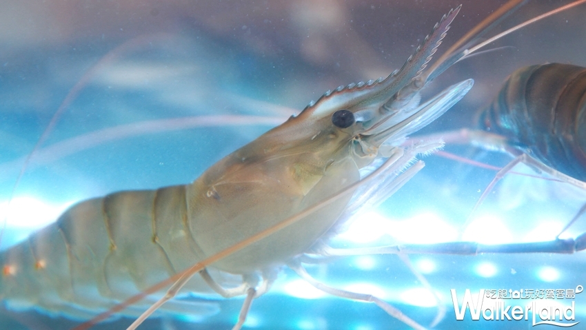 曼谷流水蝦吃到飽「泰夯蝦」 / WalkerLand窩客島提供