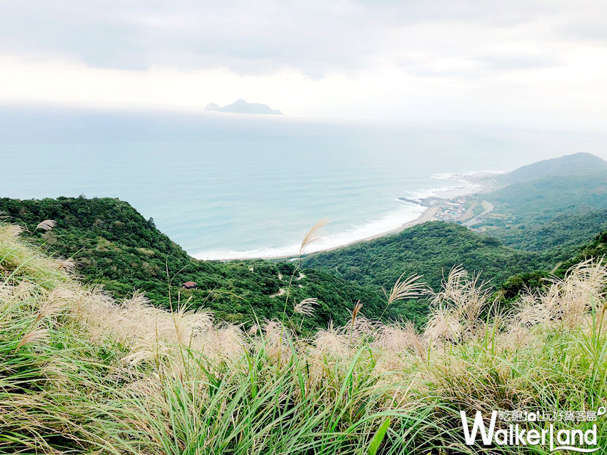 草嶺古道芒花季 10月30日花況 草嶺古道芒花季 10月30日花況