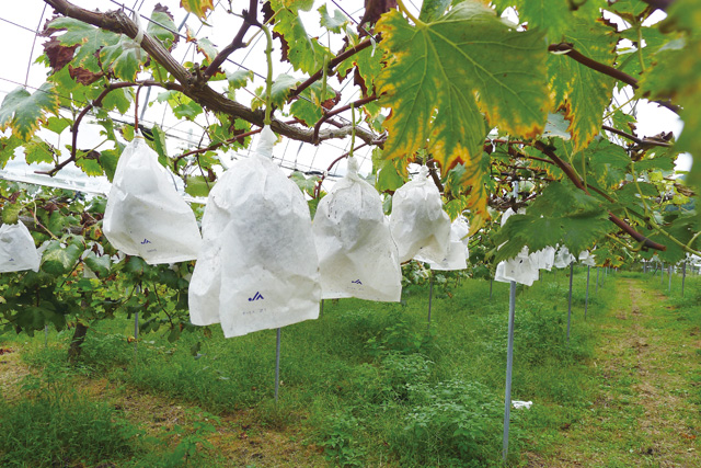 水車の里フルーツトピア