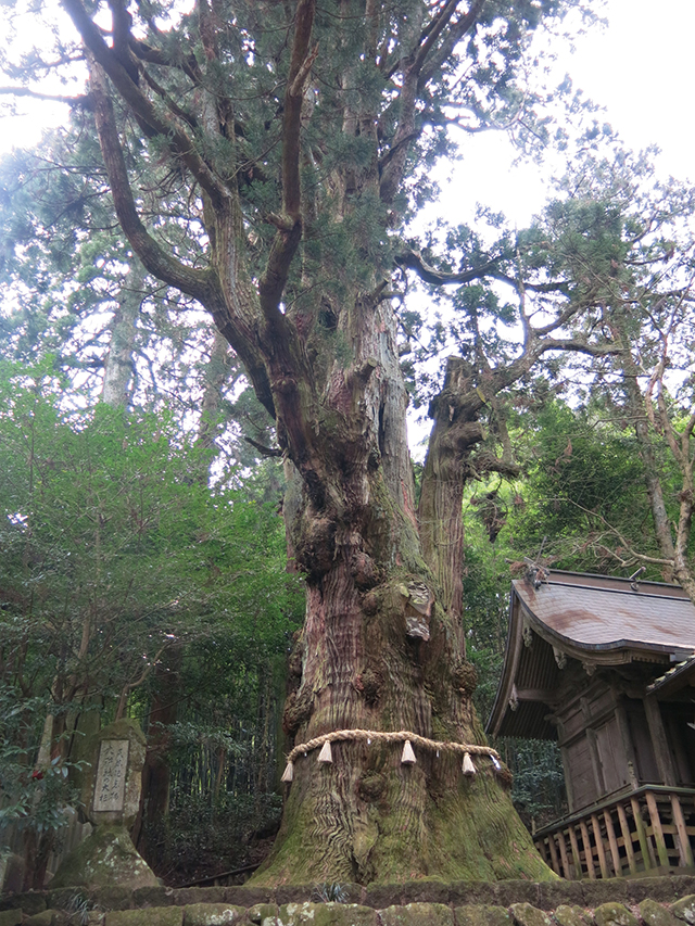 大杵社の大杉