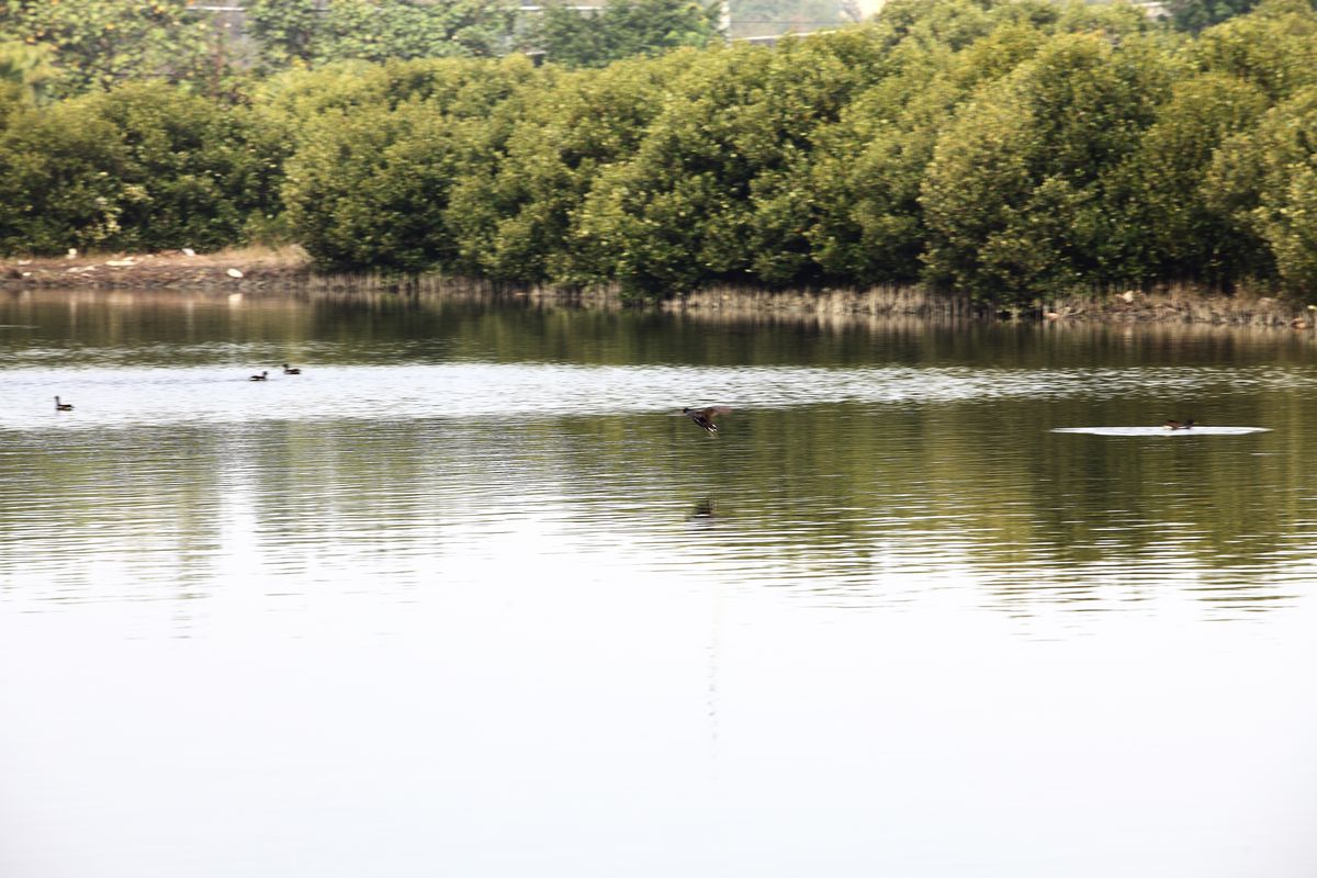 援中港生態濕地公園