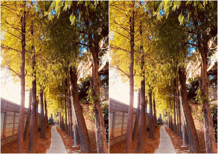 復興崗落羽松步道