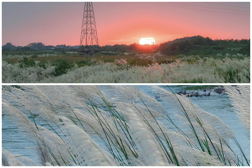 南靖舊鐵橋　甜根子草
