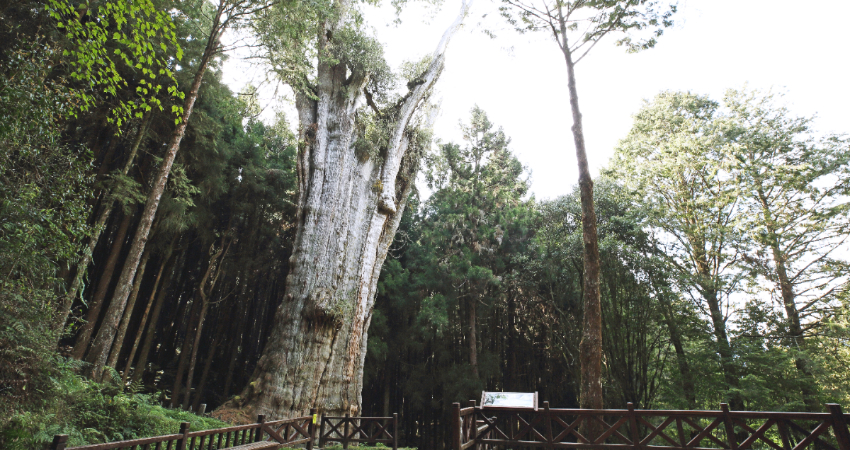 阿里山森林遊樂區