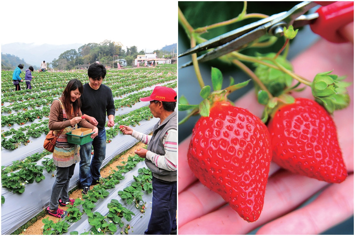 馬拉邦觀光草莓農場