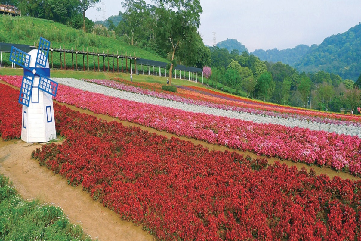 大溪花海農場
