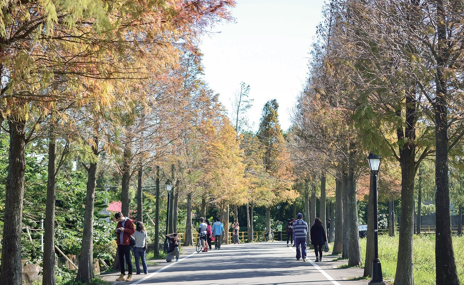 大溪落羽松大道