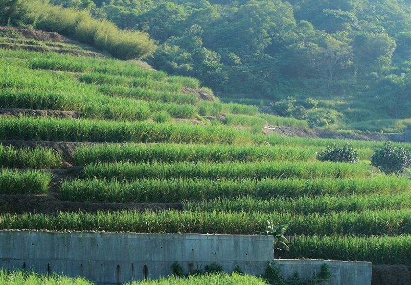 橫山梯田