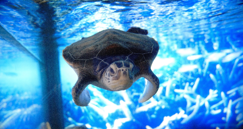 綠蠵龜觀光保育中心