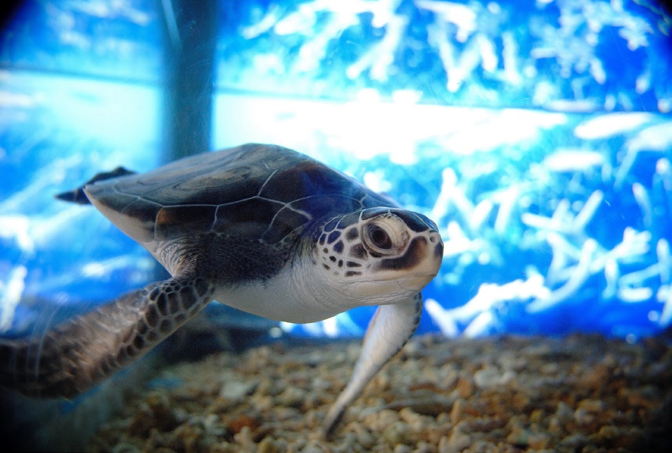 綠蠵龜觀光保育中心