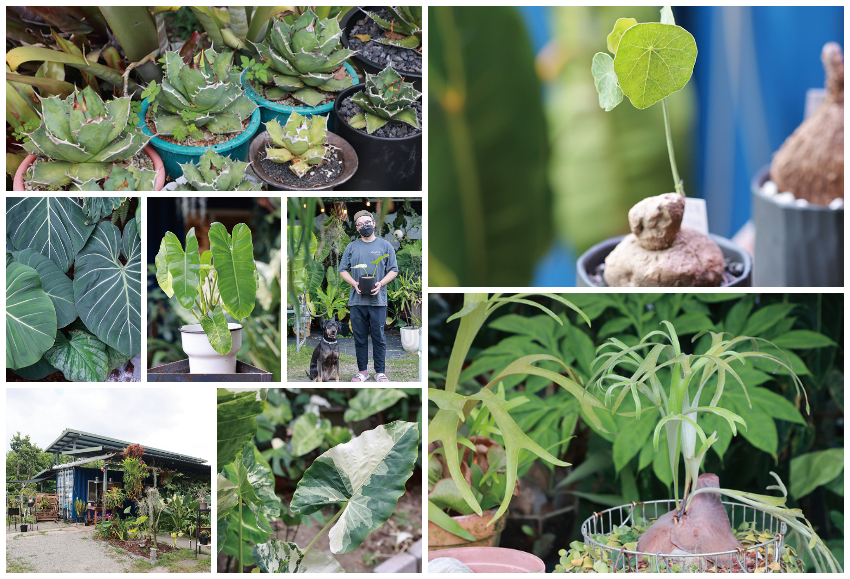 回春植栽Vivify Plants