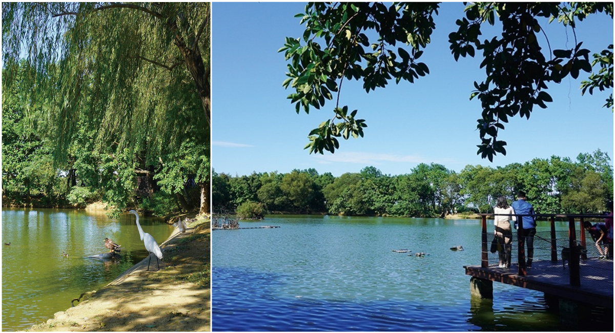 桃園八德埤塘自然生態公園