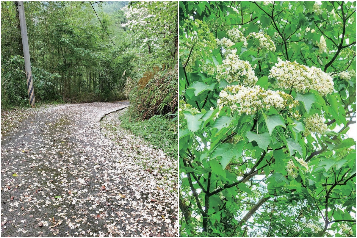 神棹山桐花步道