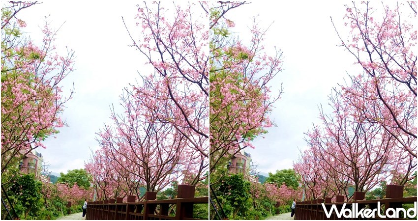 2021內湖樂活夜櫻季