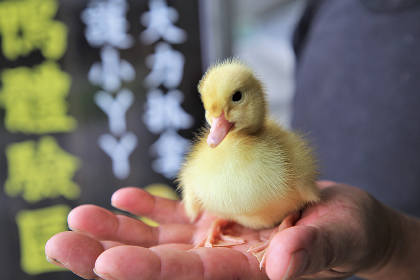 甲鳥園 甲鳥園