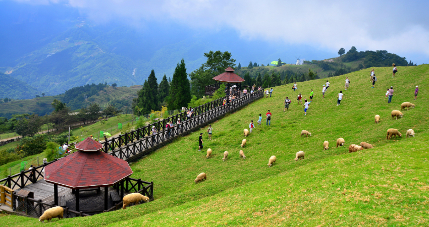 清境農場青青草原
