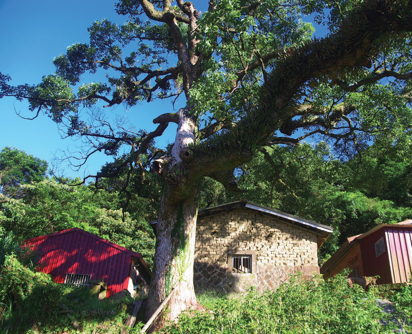 余家古厝百年老樟樹