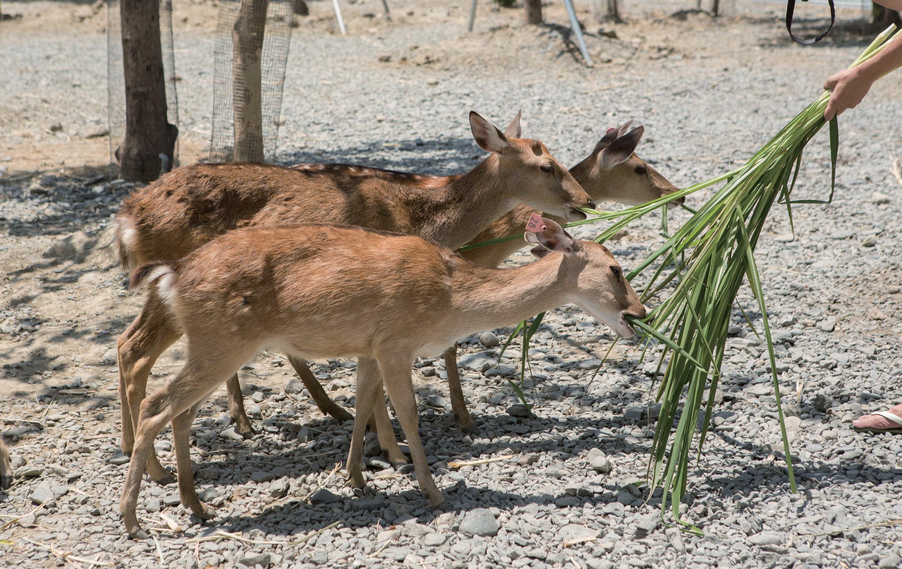 鹿境 Paradise Of Deer