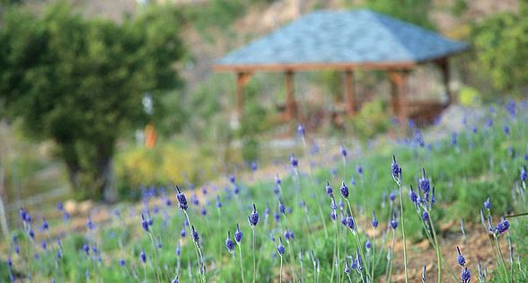 台中金針花海遊 賞心悅目的幸福假期
