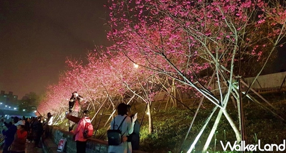 想看櫻花不用飛日本！「2021內湖樂活夜櫻季」30天讓你相機快門按不停，帶女友來內湖約會就對了！